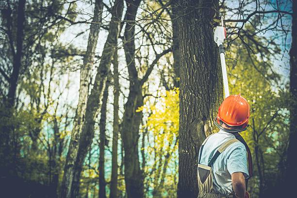 Best Storm Damage Tree Cleanup  in St Martins, MO